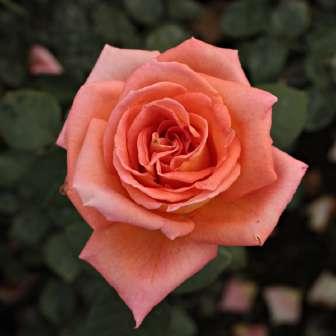 marginea petalelor roz carmin - trandafir