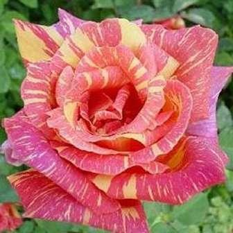 Trandafir Meinuzeten - Portocaliu roşcat, mixt