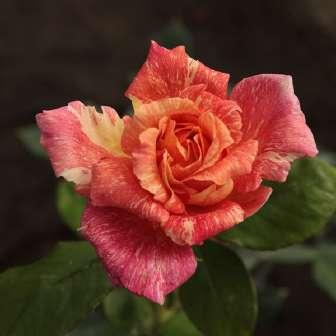 Morey Trandafir Mediterranea - Roz somon, cu