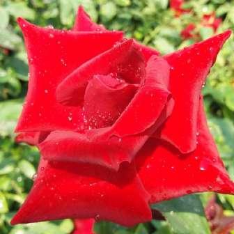 L. Trandafir Ena Harkness - Roşu