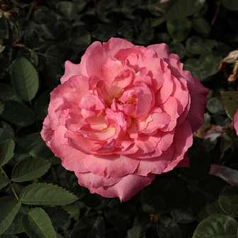 Trandafiri hibrizi Tea Trandafir Panthère Rose