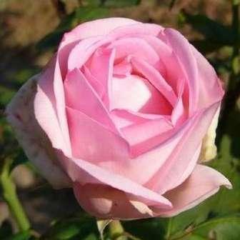 Trandafir Madame Maurice de Luze - Roz -