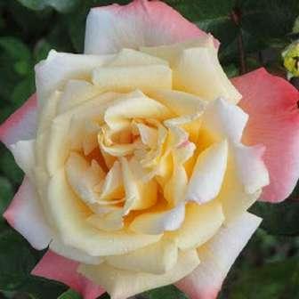 Trandafir Rose Aimée - Galben auriu cu