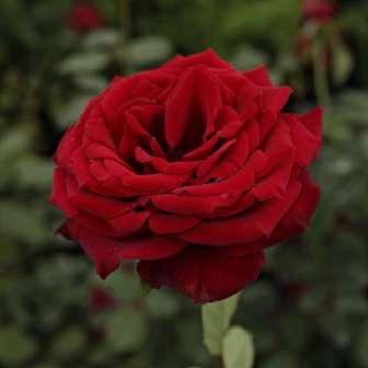 Trandafir Marjorie Proops - Roșu închis -
