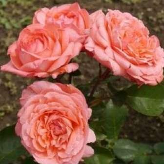 trandafir 70-100 cm Dennison Harlow Morey