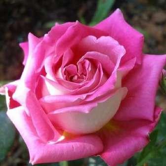 marginea roz somon - trandafir 50-150 cm