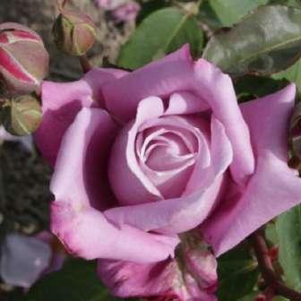 Evers Trandafir Katherine Mansfield - Violet -