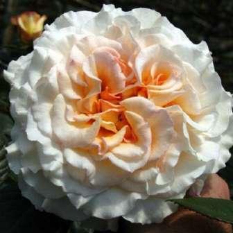 Meilland Trandafir Comtessa - Crem - trandafir
