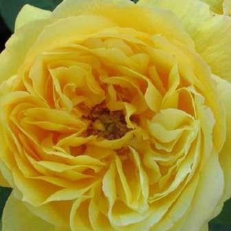 Galben - trandafir 60-80 cm Georges Delbard