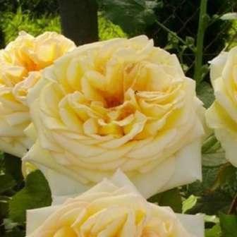 trandafir 90-100 cm Márk Gergely Trandafir Golden