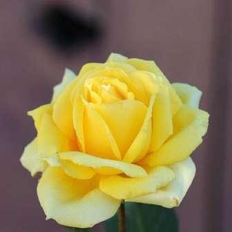 Trandafir Csodálatos Mandarin - 0 -