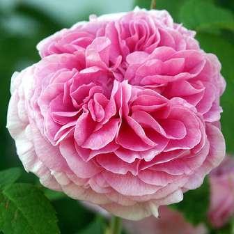 Trandafiri istorici Trandafir Duchesse de Rohan -