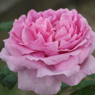 Chambord - Roz - trandafir portland 90-150 cm