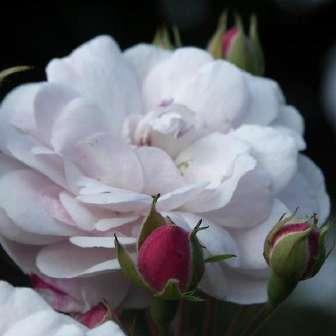 nalba - trandafir gallica 90-180 cm
