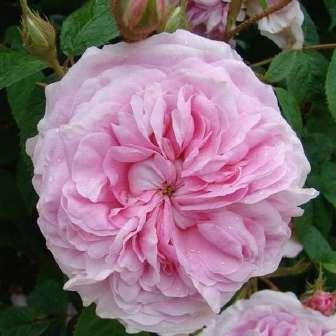 100-150 cm Reverchon Trandafir Rose de Resht -