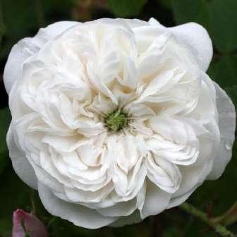 trandafir perpetual hibrid 90-150 cm Jean
