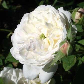 trandafir centifolia 120-200 cm