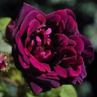 Plantier - Alb - trandafir alba 150-365 cm
