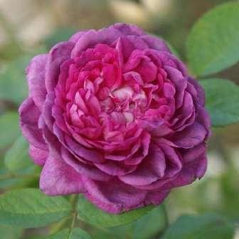 - trandafir moss 120-150 cm Jean Laffay