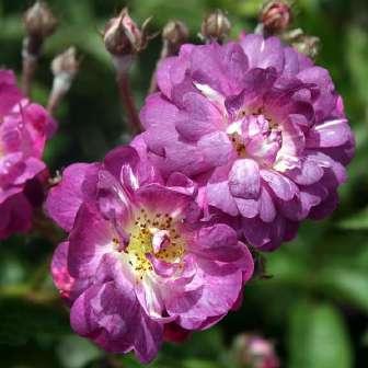 Trandafiri istorici Trandafir Veilchenblau -