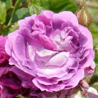 trandafir gallica 75-120 cm - Trandafir