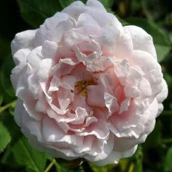 60-110 cm Jean Beluze Trandafir Ännchen von