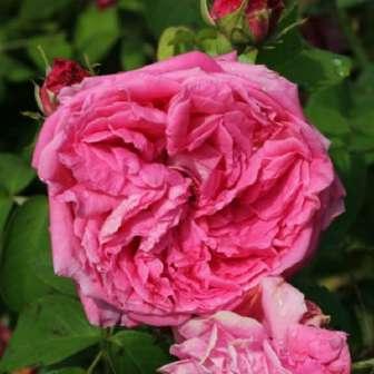 trandafir alba 250-300 cm Rudolf Geschwind