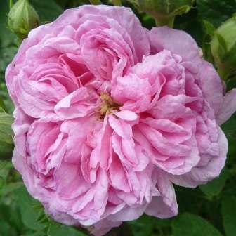 Schricker - Mixtură de roz - trandafir china