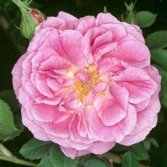 Walsh Trandafir Rosa Harisonii - galben -