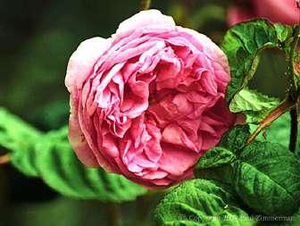 trandafir damasc 100-155 cm M.