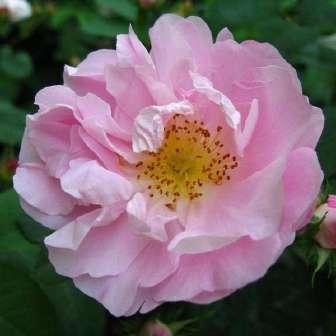 nalba - trandafir moss 120-180 cm Jean