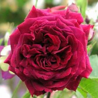 Trandafir Empereur du Maroc - Roşu violet - trandafir
