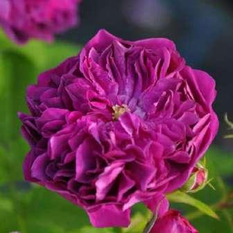 Trandafir Erinnerung an Brod - Violet nalba -