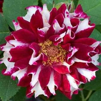 Trandafir Gallica 'Officinalis' - Roz închis -