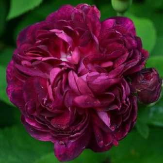 Trandafir Président de Sèze - Roz - trandafir gallica