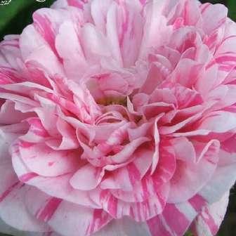 Trandafir Madame Moreau - Roşu cu dungi albe -