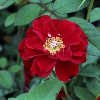 trandafiri miniatur - pitici 10-50 cm De