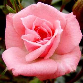 Trandafir Fekete István - Roșu - trandafiri
