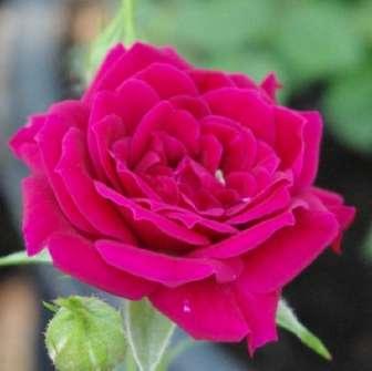 Trandafir Rennie's Pink - Roz - trandafiri