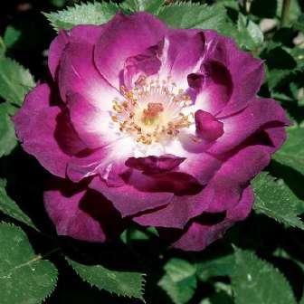 Trandafir Wekwibypur - Violet închis, cu centrul
