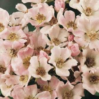 alb - trandafir acoperitor 60-90 cm