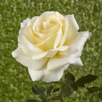 trandafir pentru 100-160 cm De Ruiter