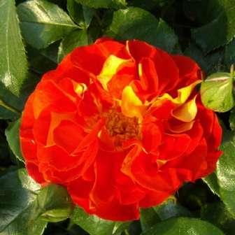 Friesia - Galben - trandafir pentru 60-90