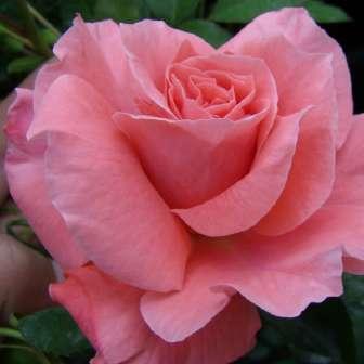 cm Márk Gergely Trandafir Favorite -