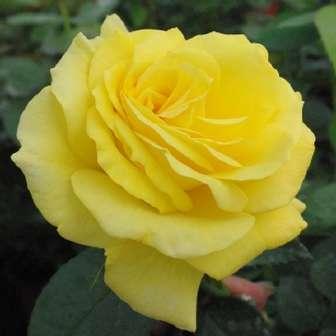 Trandafir Golden Delight - Galben -