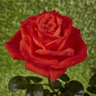 trandafir pentru 80-100 cm William A.