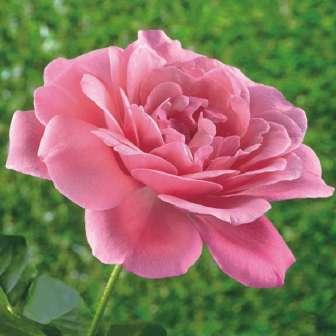 trandafir pentru 80-120 cm Trandafir