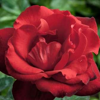 30-70 cm Trandafir Satchmo - Roșu -