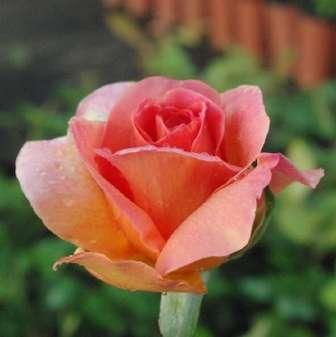 trandafir pentru 60-100 cm E.J.