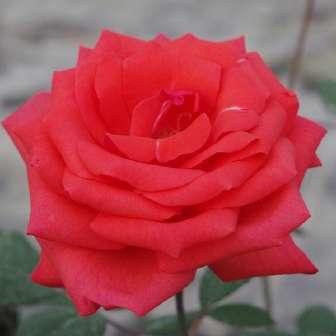trandafir pentru straturi Polyantha 20-40